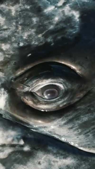? Looking into the eye of Gray whale ?