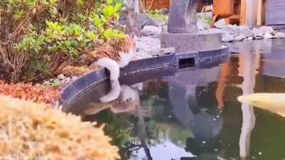 Cat and his fish friends.
