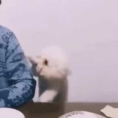 Dog begging for food