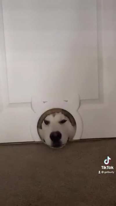Puppy rescue mission