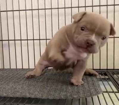 So heckin' ferocious ?