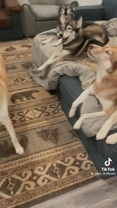 All bark, and no bite!