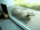 Lynx that fell asleep on a porch gets woken up by its tiny doppleganger