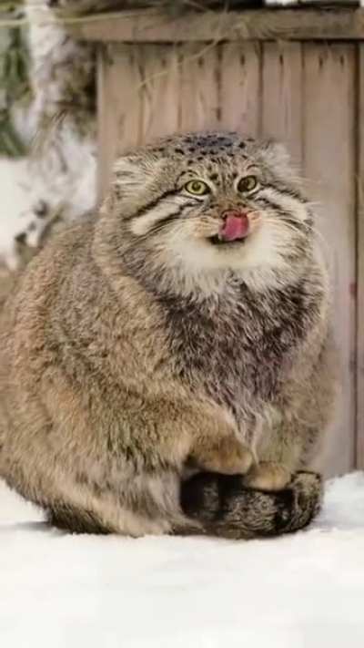 I know I shouldn't because its wild BUT I REALLY WANT TOOO