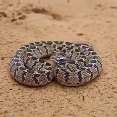 ? Terrifying but totally harmless, non-venomous rhombic egg-eater.