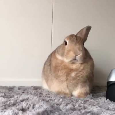 Did someone say bunny?