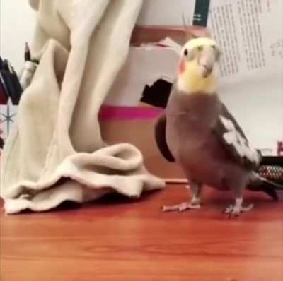 parot