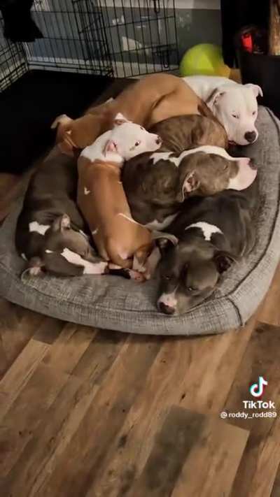 Dog pile