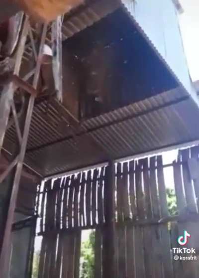 Removing a wasp nest in style.