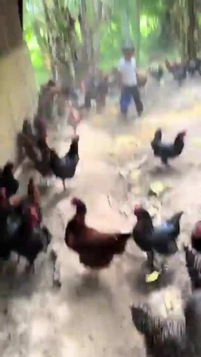 so it will be the chickens fault now?