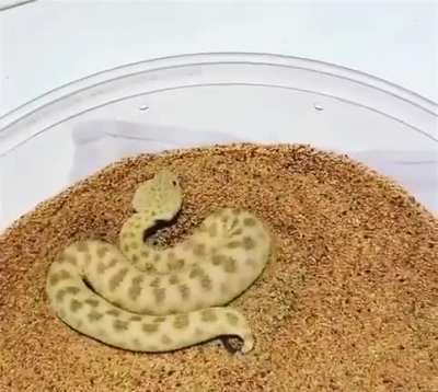 ? How a saharan sand viper moves