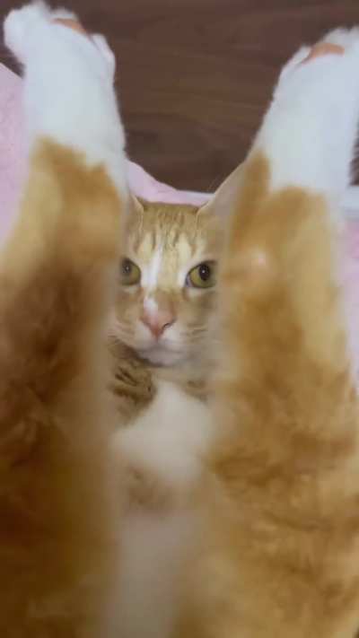 Onlycats……..