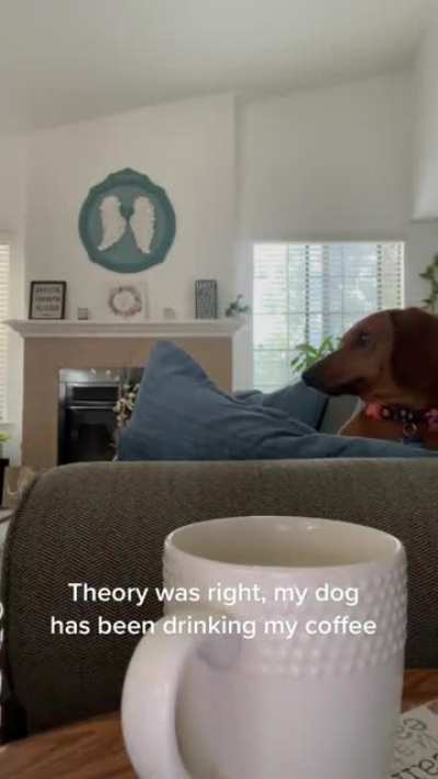 doggo love his morning cuppa joe ?