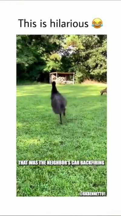 They’re coming for the eggs!!