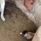 If I take my chicks in the stable