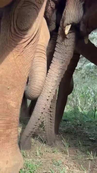? Trunks, trunks everywhere. Tasty morsels for the juvenile elephants. The sounds are delightful