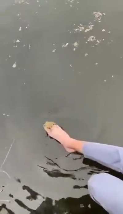 This frog is different