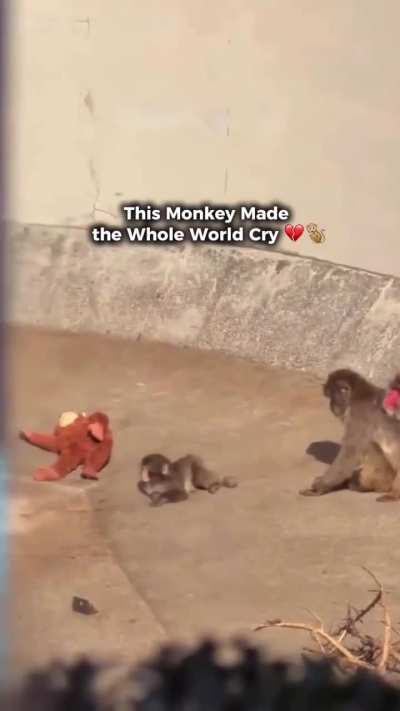 The monkey made the world emotional.!!!