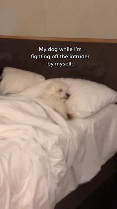 "You told me to stop barking the other day"