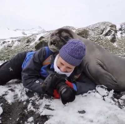 ? Elephant seal pup decides to flop on over and give photographer a hug!