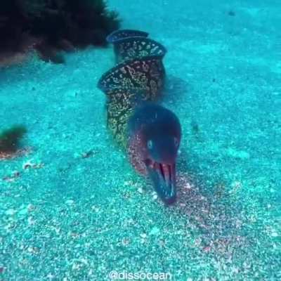 ? Moray eel