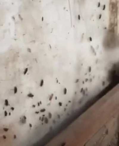 ? For the Swarm ?