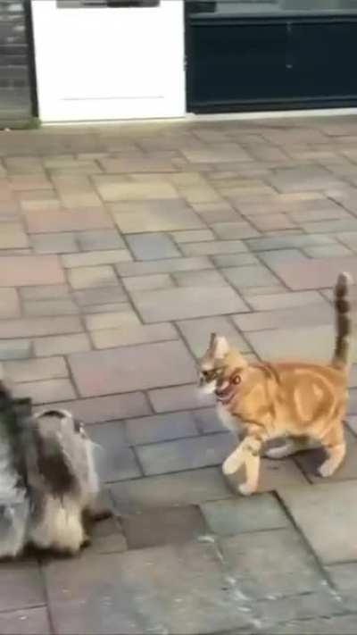 A true ninja