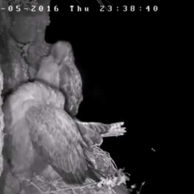 ? Owl makes a night time raid on a hawks nest