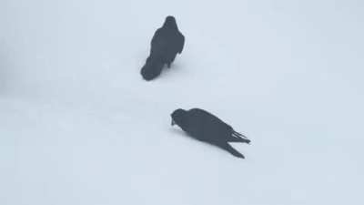 ? Goofy Ravens Playing in the Snow