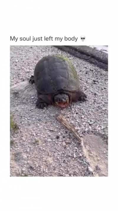 Feeding a turtle