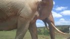 ? The largest elephant (that we know of)