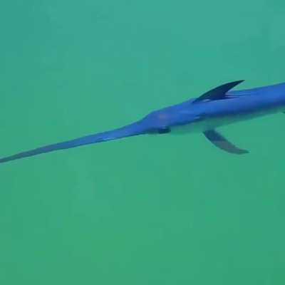 ? Juvenile swordfish swimming in shallow water