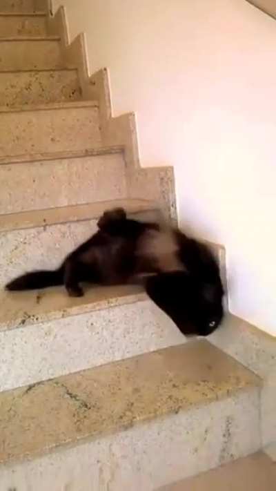 A liquid cat