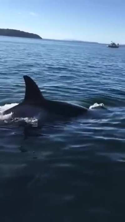 ? Seal jumps on boat to get away from Killer whales.