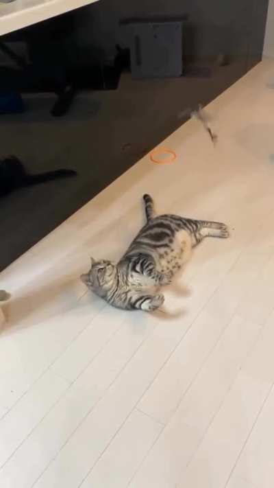 Cat be like what is this thing flying over me?
