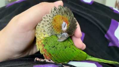 This little girl has been through a lot. Rescued from a bad home (living in a travel cage on the floor, avian equivalent of a puppy mill) — but still has so much love to give. ?