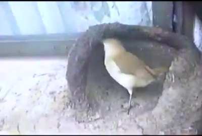 ? Ovenbird building a clay nest