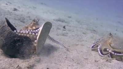 ? Octopus Uses a Shield and Slaps Another Octopus