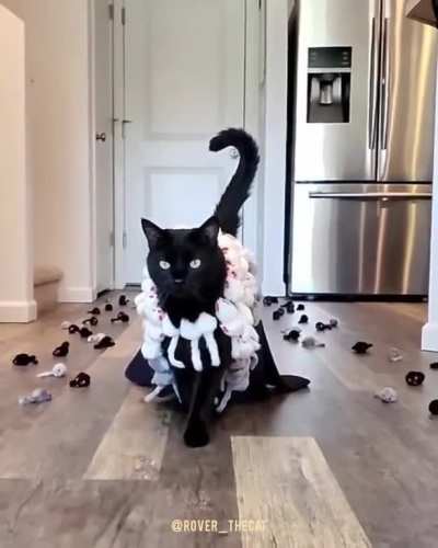 The amount of effort and patience that went into this cat walk. And the ? costume design!