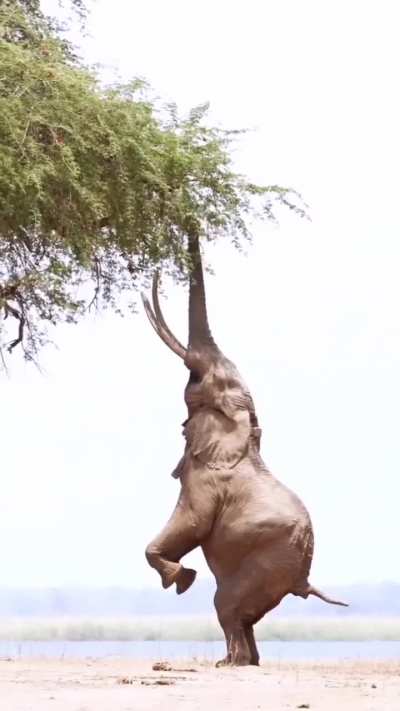 ?African elephant standing on hind legs to feed on tree