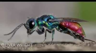 ? A Ruby-tailed wasp cleaning itself
