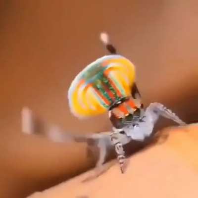 ? Mating Dance of the Male Peacock Spider ?