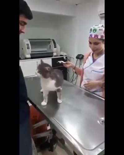 Please, they're such a good kitty