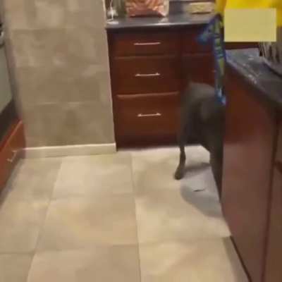Don't mess with that dog