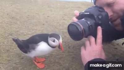 ? Curious Puffin befriending a photographer ?