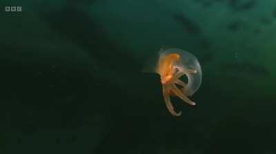 ? The Sea Angel (as long as the pinky finger) is the most alien thing I've ever watched about nature in Planet Earth III