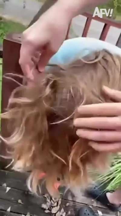 She's got something in her hair