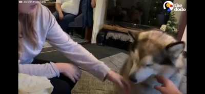 Dog an intellectual... Literally goes "WOOF"