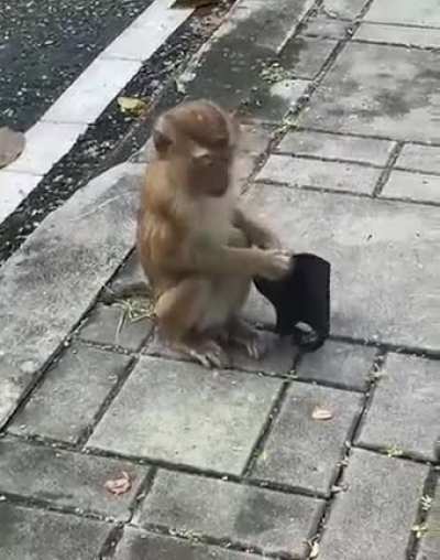 Monkey wears a mask