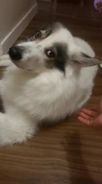 He gets frustrated when I don't pet him fast enough